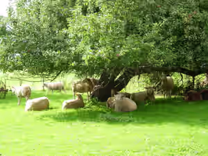 Schafe_auf_streuobstwiese.jpg